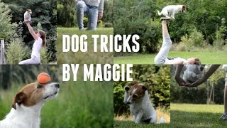 Dog tricks by Maggie the Jack Russell terrier