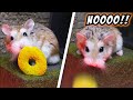 The funniest and most embarrassing moments of major hamster  pets