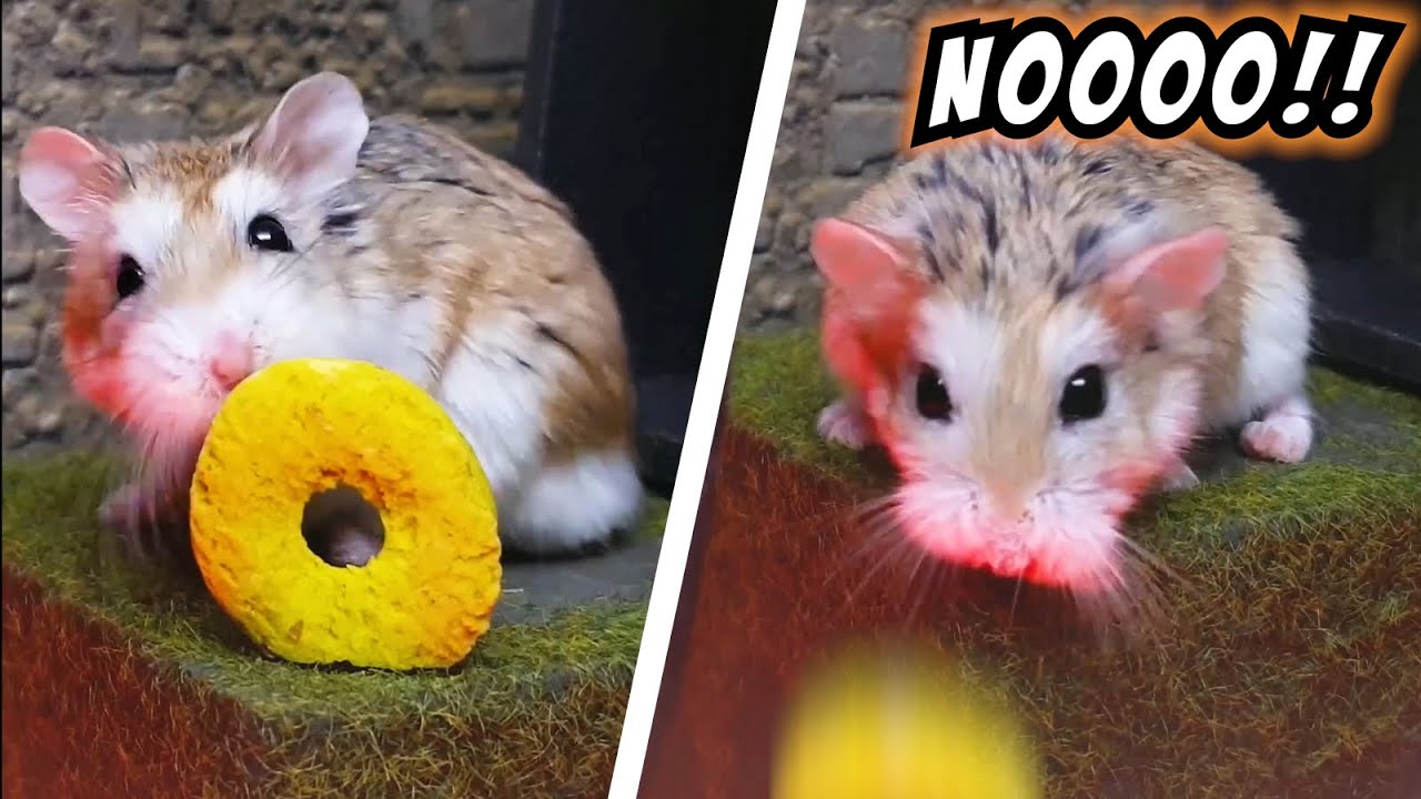 Brave HAMSTER vs ROBOT MONSTERS - Real life pet hamster action