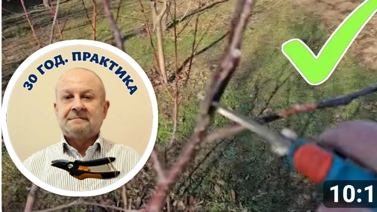 Резитба. Преговор на правилата.