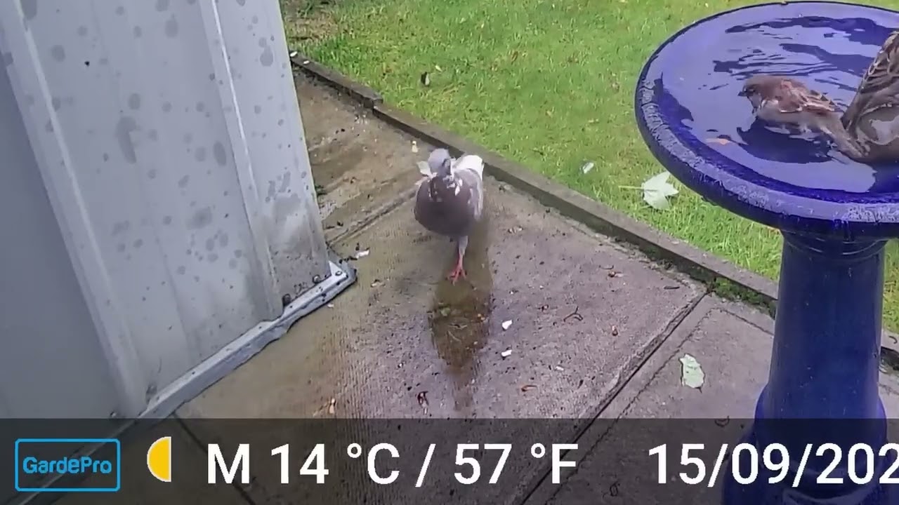 Autumn 2025 Birdbath