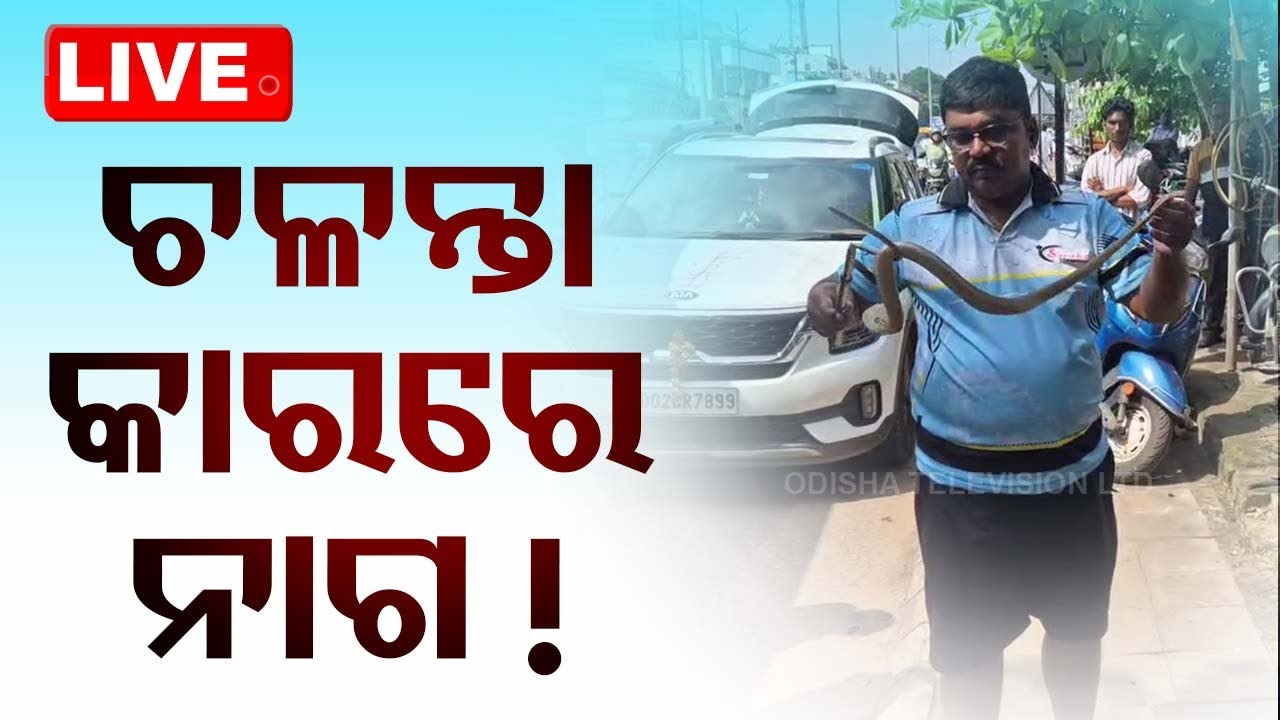 ????LIVE | ଚଳନ୍ତା କାରରେ ନାଗ ! | Cobra in Car  | Odisha TV