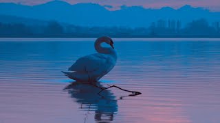 4k Birds video with beautiful classical music