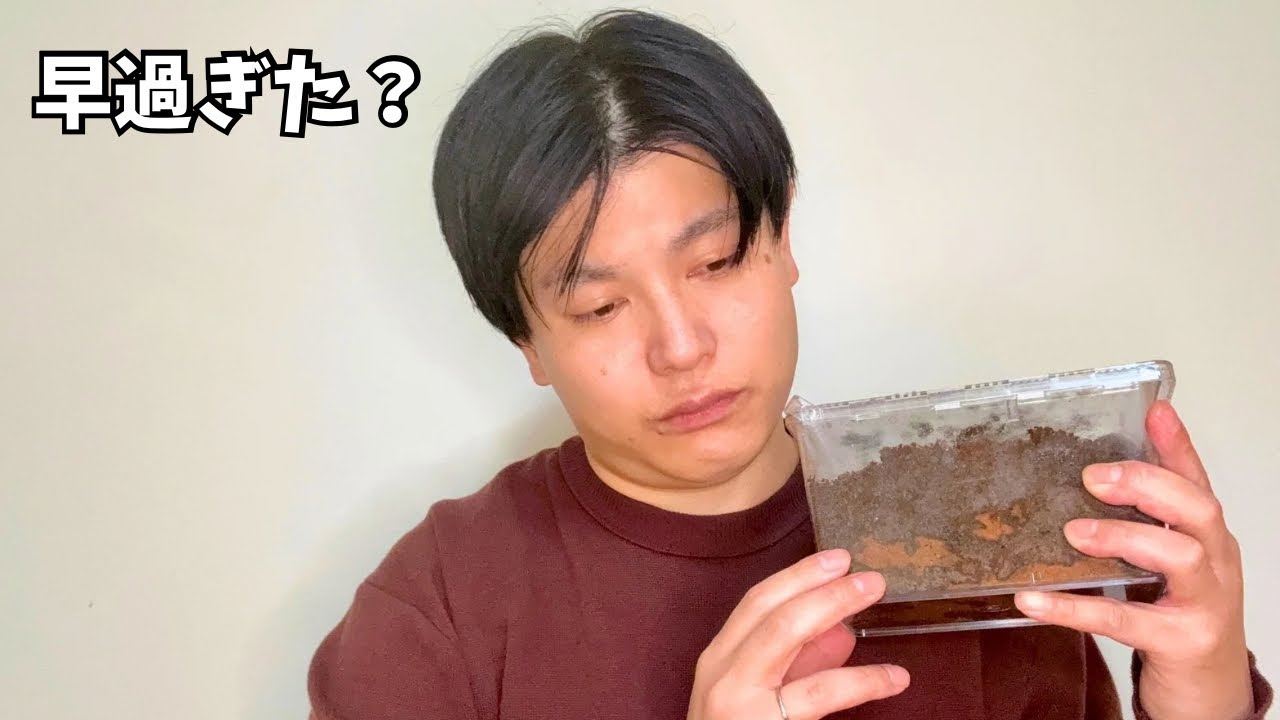 放置してしまったメタリフェル幼虫を掘り出した結果…正直、不安です