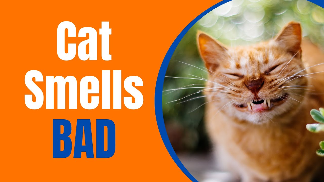 Why My Cat Smells Like Death Reasons And What To Do YouTube why-my-cat-smells-like-death-reasons-and-what-to-do-youtube