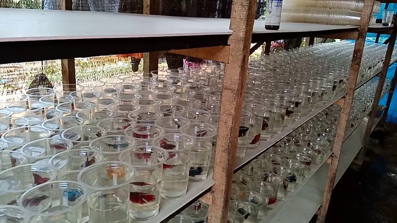 Ternak ikan cupang hias terbaik 