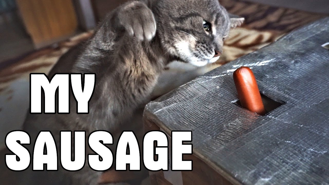 Funny cat and sausage again laughs especially at the end of the video😸