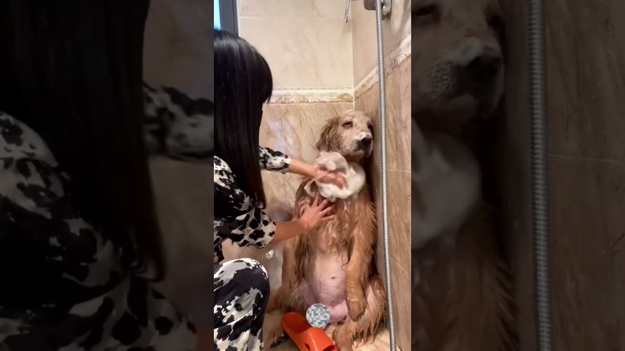 Before vs After Animals and | Amazing Transformations