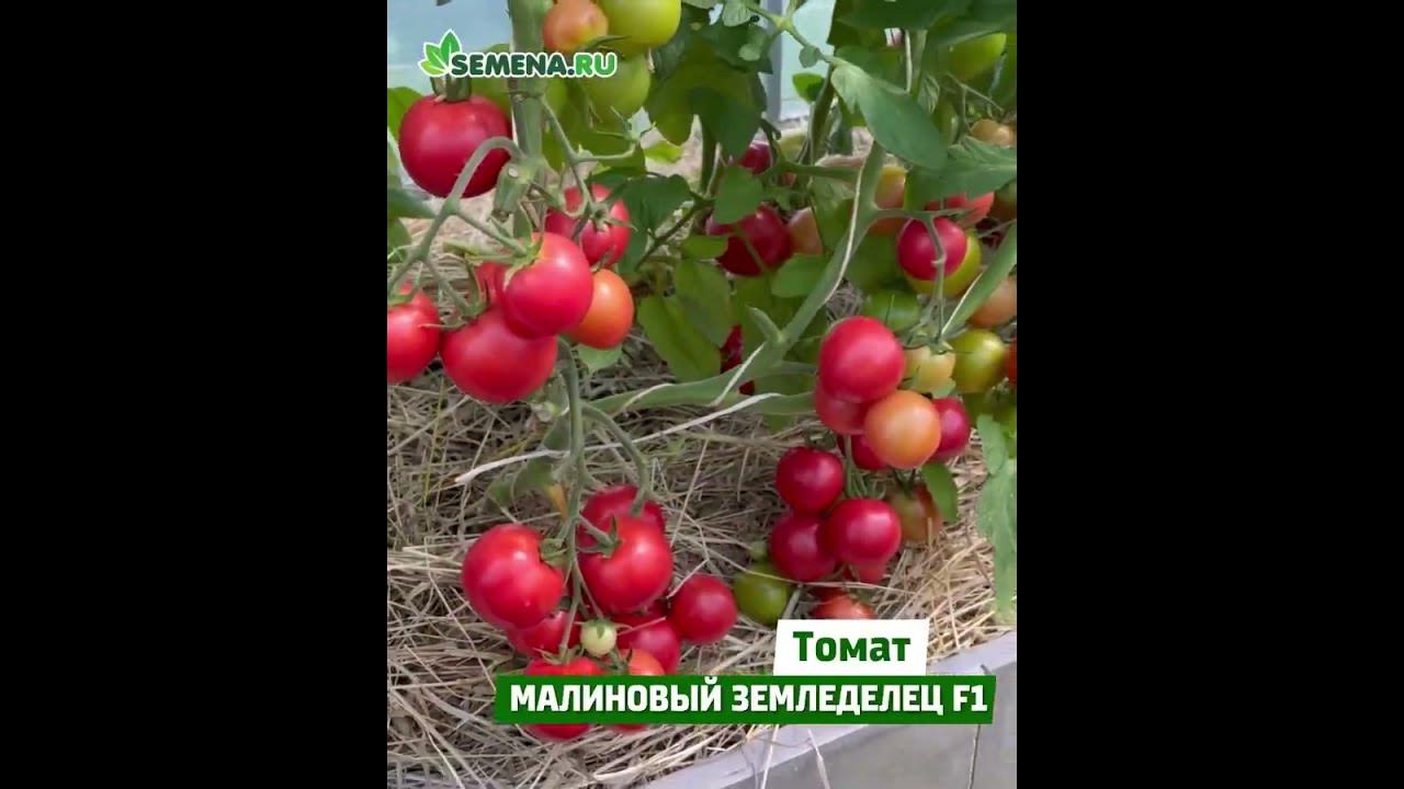 Томат черри Малиновый земледелец F1 - YouTube