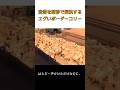 羊の群れを猛スピードで駆け抜けるボーダーコリー。何をしてるのかと思ったら…#ボーダーコリー #牧羊犬 #犬のいる暮らし #賢い犬中優先： #shorts #牧場 #羊 #犬好きな人と繋がりたい