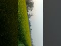 सरसों के खेत #trending #shortsvideo