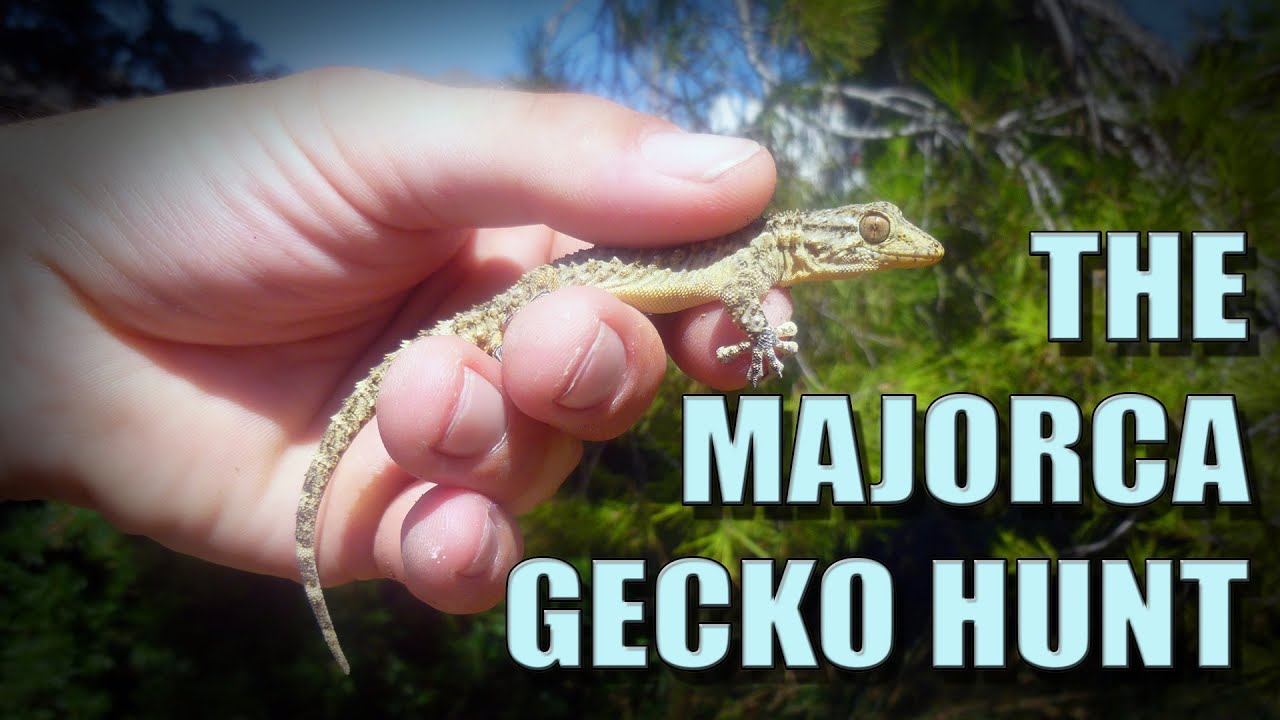 gecko tour spain