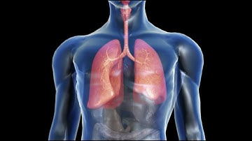 Engineering Human Tissue