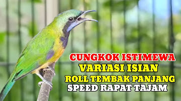 Masteran cucak cungkok full variasi isian roll tembak panjang speed rapat