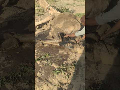 صاحب القفص يسكب الماء على ظهر بقرته الجميلة لتبريدها