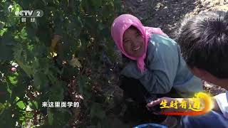 《生财有道》 20201124 宁夏贺兰山:昔日戈壁变身绿色果园| CCTV财经