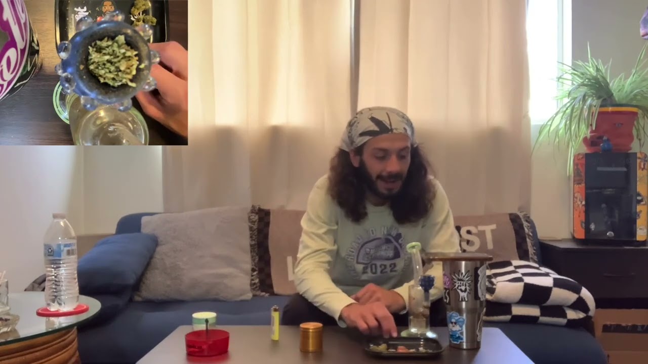 Lemon Tree strain review