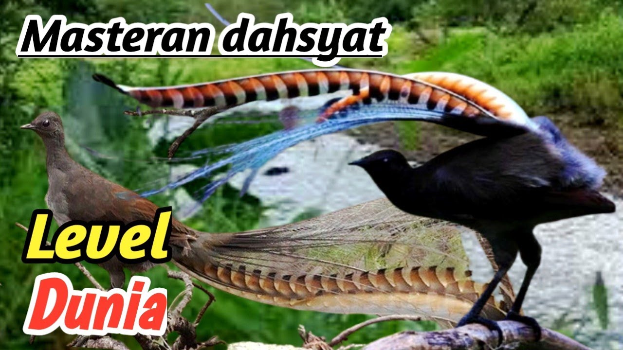 Masteran Murai Batu suara ekstrem Dahsyat bongkar semua materi level dunia