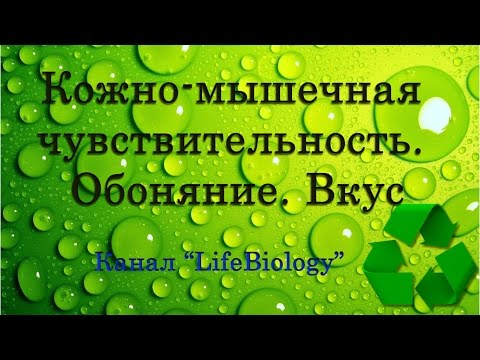 Кожно мышечная чувствительность.  Обоняние.  Вкус