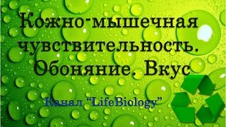 Кожно мышечная чувствительность. Обоняние. Вкус Кожно мышечная чувствительность. Обоняние. Вкус