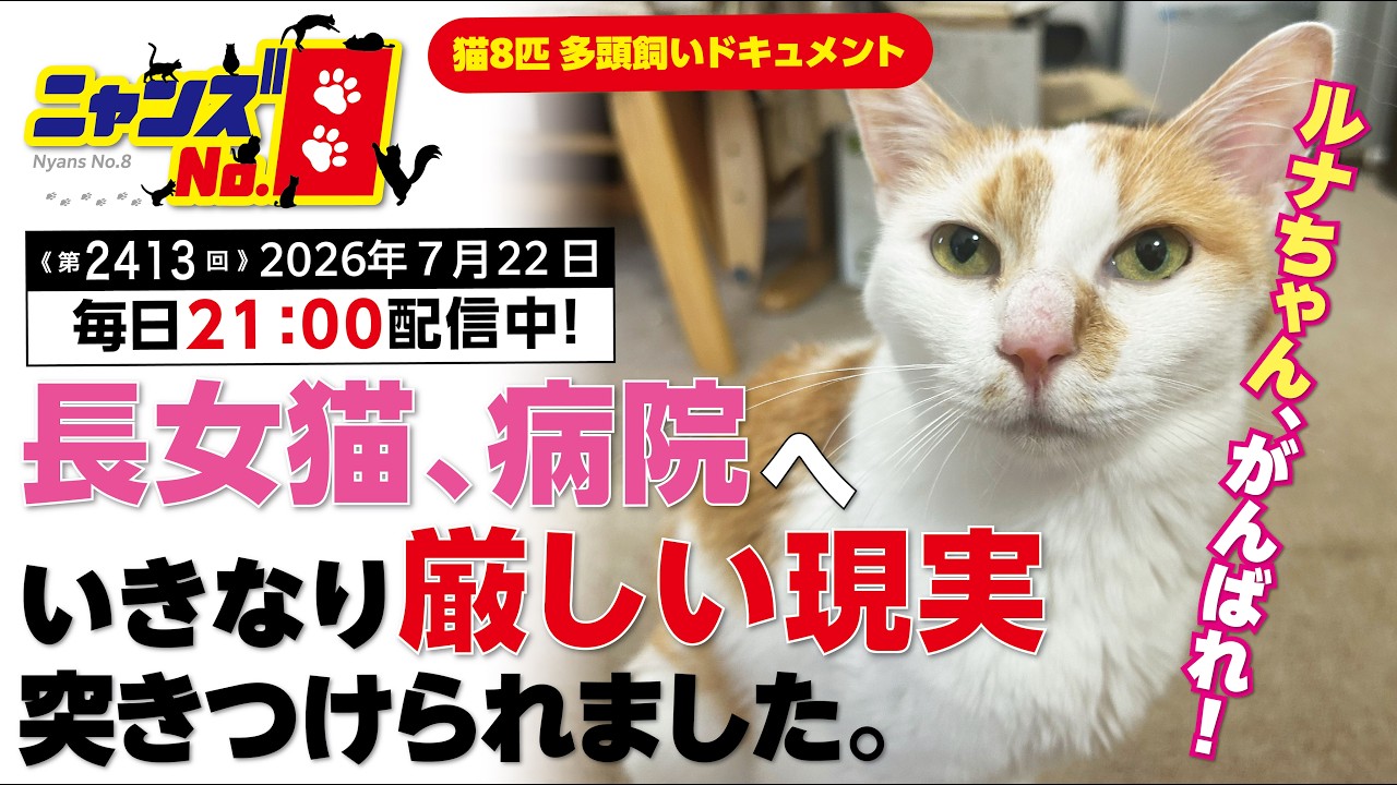 Episode 2413) My eldest cat goes to the vet and is immediately hit