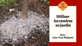 Utiliser les cendres au jardin Resimi