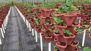 Exploring Strawberry Growing Media with Roscommon Berry Farm