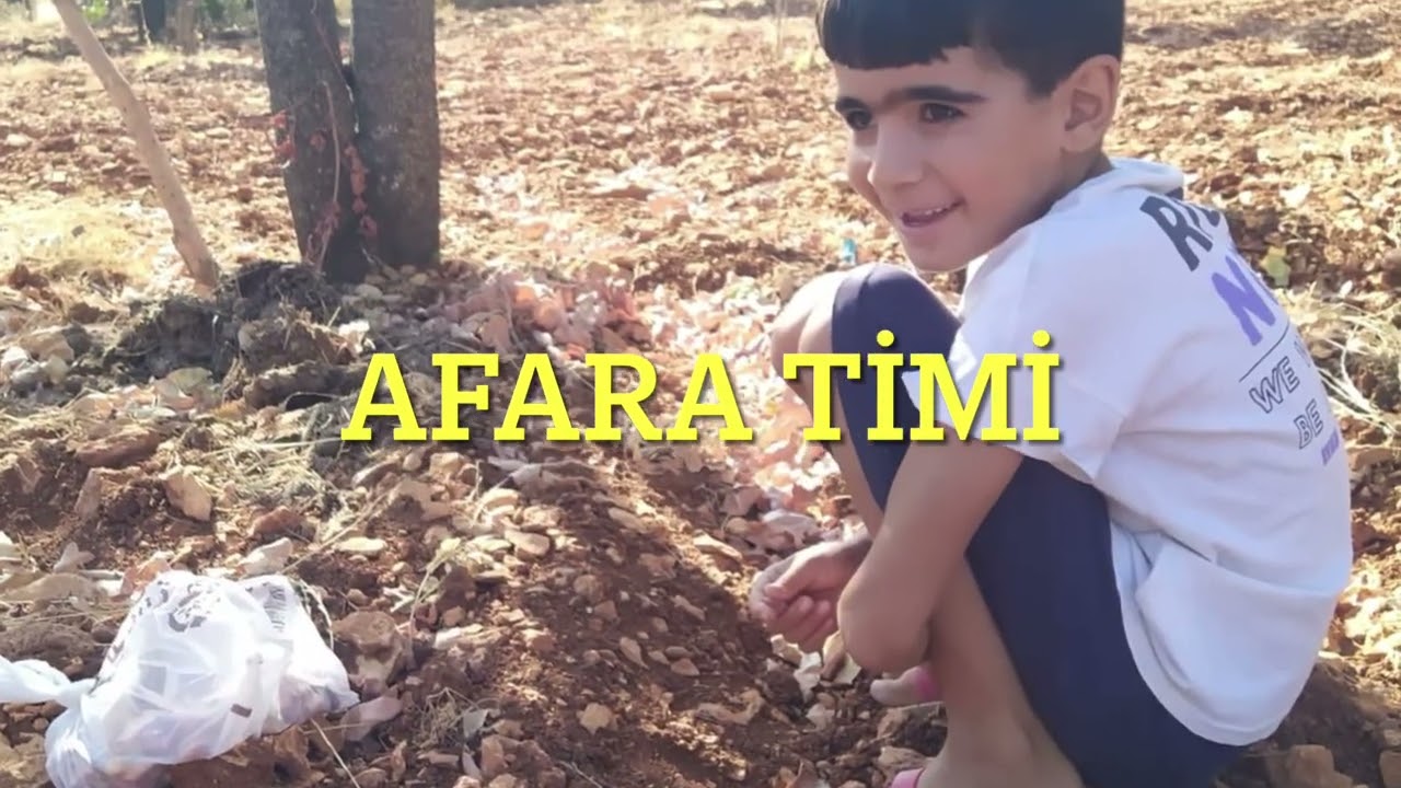 Besni-Yayıklı-Zirce Köyü Fıstık Hasadı-2024