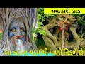 આ ઝાડ માથી પાણી નીકળે છે || Water flows from this tree | chamatkari jad jadui jad ajabgajab