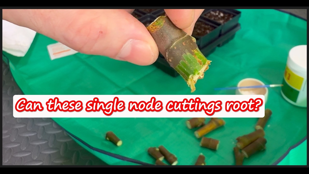 Angelito Single Node Challenge - I am in - my soil and rooting technique. Check out Tx Fig Swap