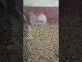wood pellet mill