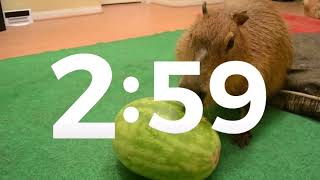 Famous 5 minute timer with capybaras Profile