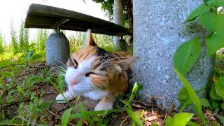 草を噛む三毛猫がカワイイ