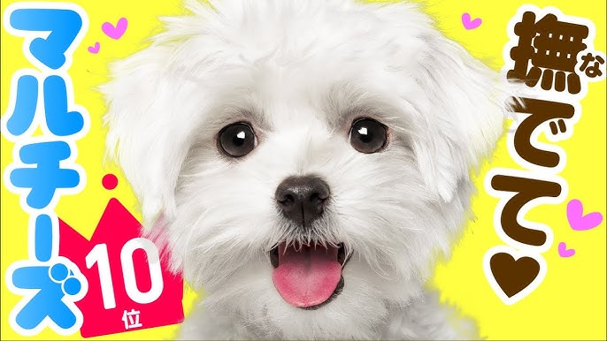 人気23位 ビション フリーゼってどんな犬 子犬の価格や性格 寿命 飼いやすさは カワイイ動画でチェック Youtube 人気23位 ビション フリーゼってどんな犬 子犬の価格や性格 寿命 飼いやすさは カワイイ動画でチェック Youtube