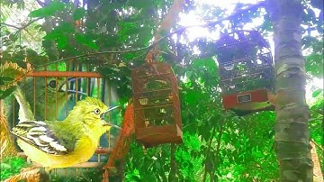 Sirtu pikat Gacor ribut tarung di hutan, Ampuh untuk pancingan dan pikat sirtu/cipoh