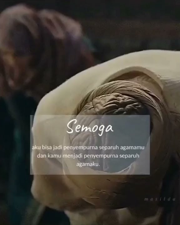 bidadari cinta story WA