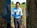 This Farming Technique Can Increase Crop Yield! 🌱🚜 #Shorts