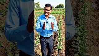 This Farming Technique Can Increase Crop Yield! 🌱🚜 #Shorts