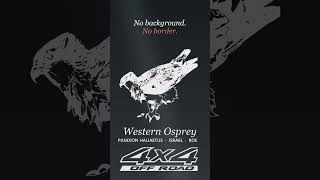 From My Photo to a Decal: Western Osprey 🦅 #shorts