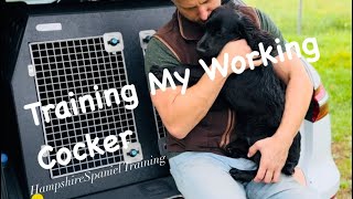 Training my Working cocker spaniel puppy gundog training Ep10