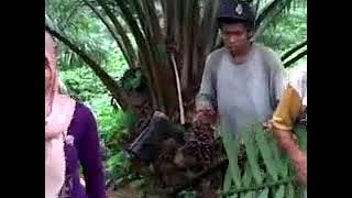 Hiburan di sawit - video lucu pekerja sawit
