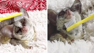 Bush Baby Loves Getting Head Brushed