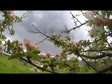 ჩემი ბაკურიანი. My Bakuriani