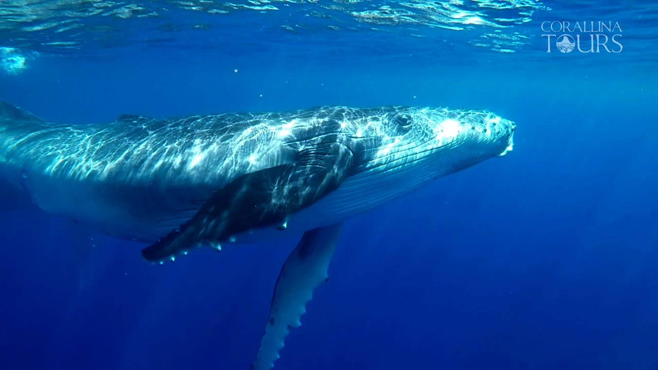 Corallina Tours Trailer