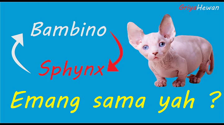 Video 1184601: sphynx munchkin, kucing munchkin