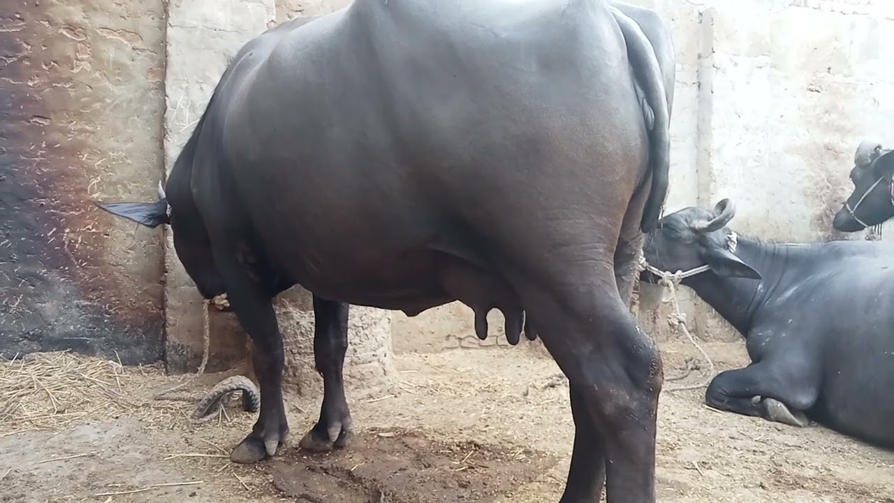 3 Idiots janwer Sindhi Pakistan 2024