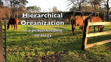 How Horses Navigate Tight Spaces