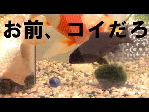 鯉　ブラックコメット(ほぼ鯉)まとめて ブラックコメット❗️ | 〓 良福観賞魚(久場良悟