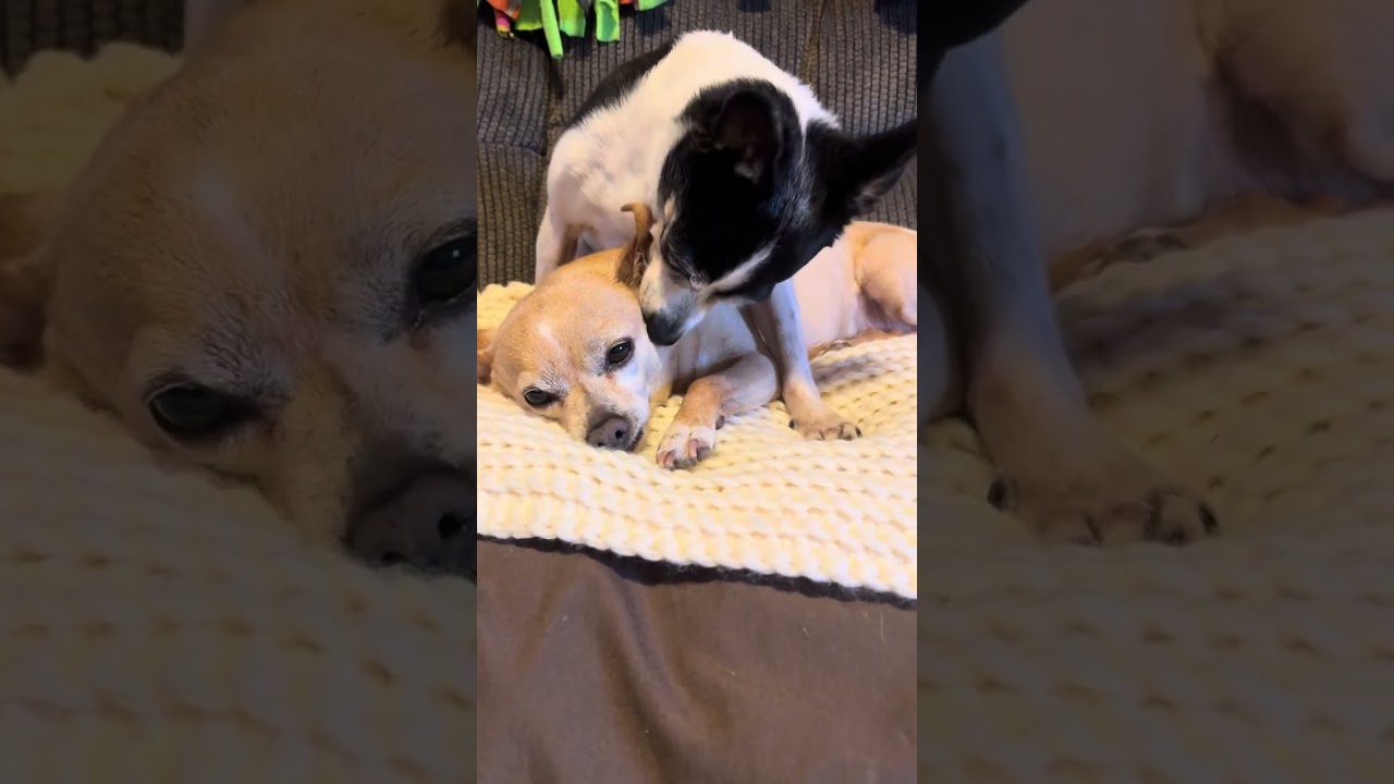 Lizzie hugs Bailey during bath time. 🐶🐶❤️❤️