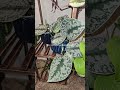 You open my camera roll #fypシ゚viral #shorts #plants #plantshorts #planttok